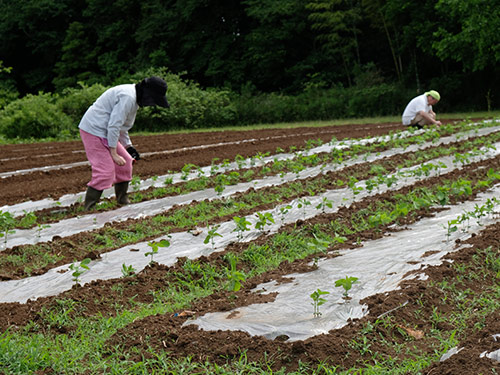 写真：日高農園での作業風景